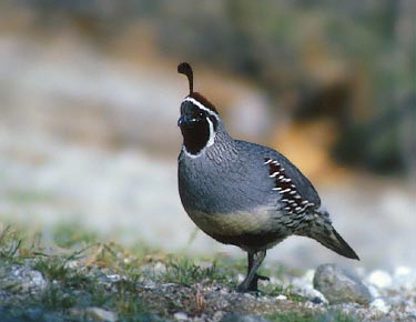 Gambel's Quail (Callipepla gambelii) photo image