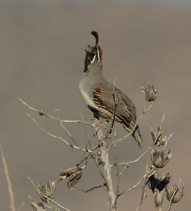 Gambel's Quail (Callipepla gambelii) photo image