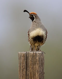 Gambel's Quail (Callipepla gambelii) photo image