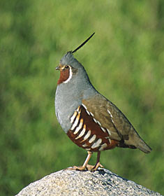 Mountain Quail (Oreortyx pictus) photo image