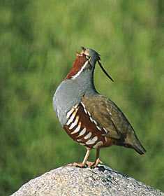 Mountain Quail (Oreortyx pictus) photo image