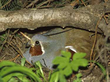 Mountain Quail (Oreortyx pictus) photo image