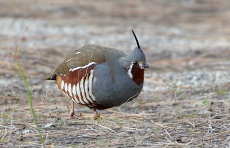 Mountain Quail (Oreortyx pictus) photo