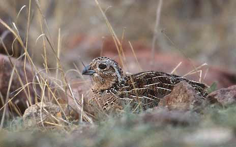 Montezuma Quail (Cyrtonyx montezumae) photo image