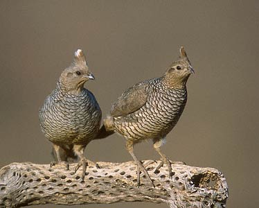 Scaled Quail (Callipepla squamata) photo image