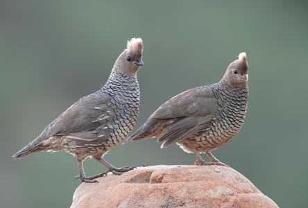 Scaled Quail (Callipepla squamata) photo image