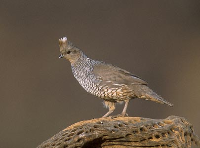 Scaled Quail (Callipepla squamata) photo image