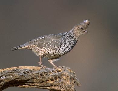 Scaled Quail (Callipepla squamata) photo image