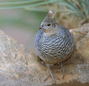 Scaled Quail (Callipepla squamata) photo image