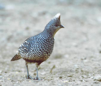 Scaled Quail (Callipepla squamata) photo image
