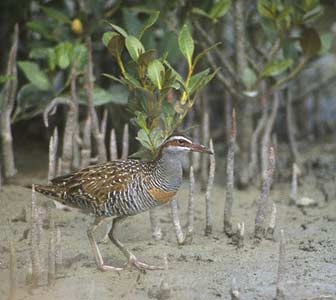 Buff-banded Rail (Gallirallus philippensis) photo image