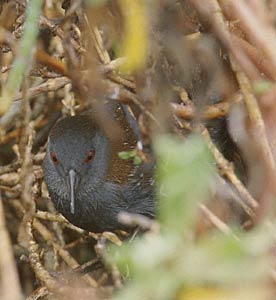 Black Rail (Laterallus jamaicensis) photo image