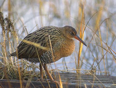 Ridgway's Rail (Rallus obsoletus) photo image