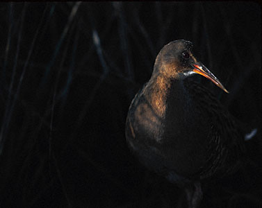 Ridgway's Rail (Rallus obsoletus) photo image