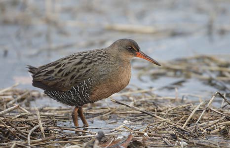 Ridgway's Rail (Rallus obsoletus) photo image