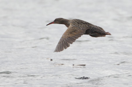 Ridgway's Rail (Rallus obsoletus) photo image