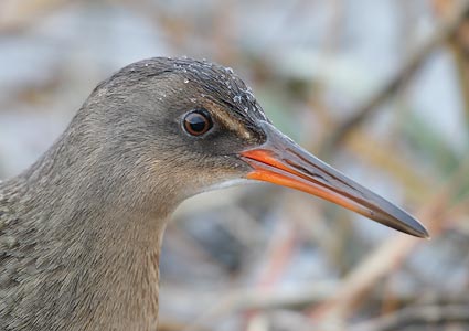 Ridgway's Rail (Rallus obsoletus) photo image