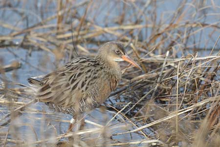 Ridgway's Rail (Rallus obsoletus) photo image