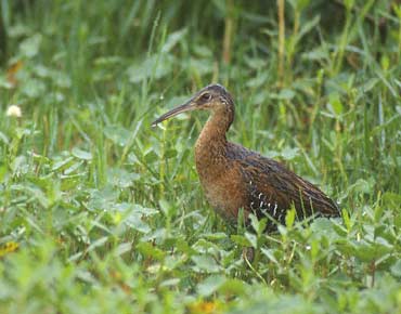 King Rail (Rallus elegans) photo image