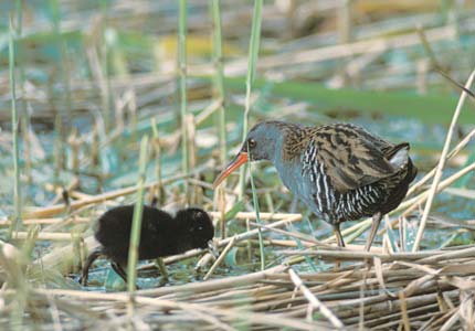 Water Rail (Rallus aquaticus) photo image