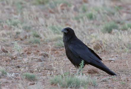 Chihuahuan Raven (Corvus cryptoleucus) photo