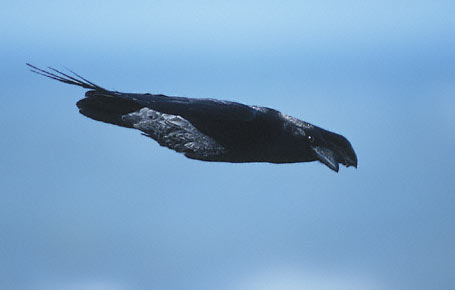 Northern Raven (Corvus corax) photo image