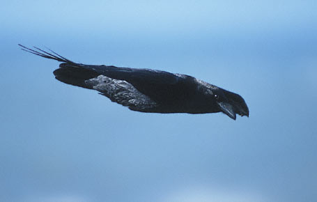 Northern Raven (Corvus corax) photo image