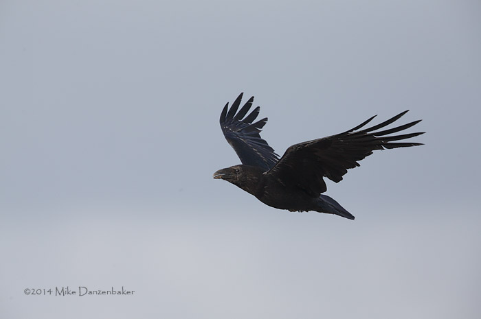 Northern Raven (Corvus corax) photo image