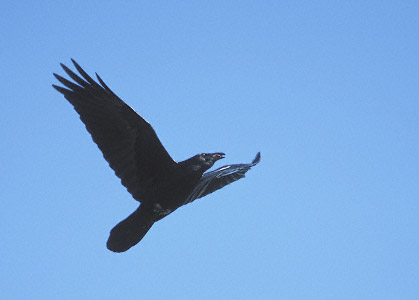 Northern Raven (Corvus corax) photo image