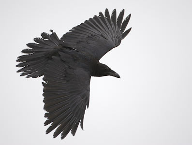 Northern Raven (Corvus corax) photo image