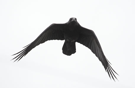 Northern Raven (Corvus corax) photo image