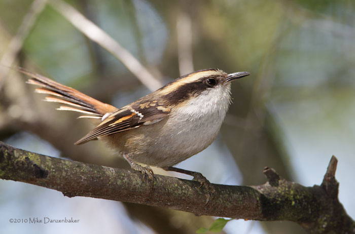 Thorn-tailed Rayadito (Aphrastura spinicauda) photo