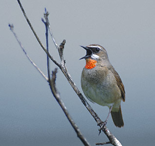 Siberian Rubythroat (Luscinia calliope) photo image