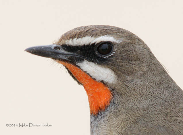 Siberian Rubythroat (Luscinia calliope) photo