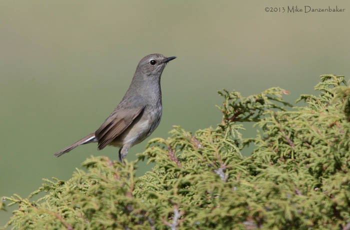 White-tailed Rubythroat (Luscinia pectoralis) photo