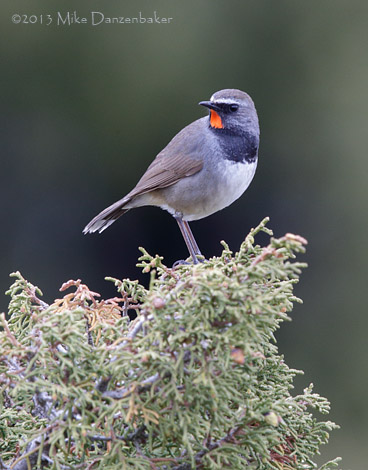 White-tailed Rubythroat (Luscinia pectoralis) photo