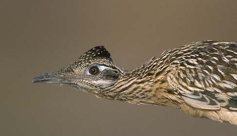 Greater Roadrunner (Geococcyx californianus) photo image