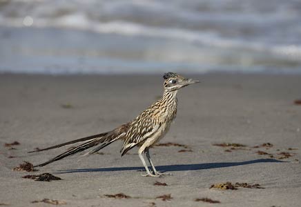Greater Roadrunner (Geococcyx californianus) photo image