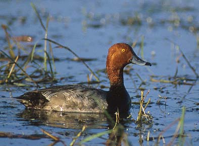 Redhead (Aythya americana) photo image