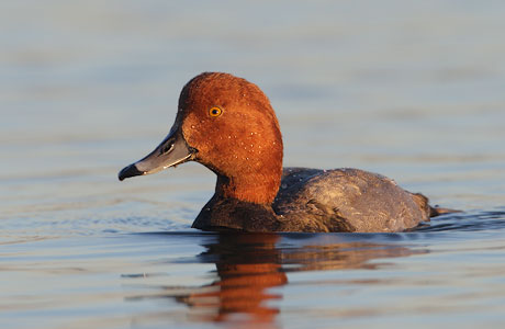 Redhead (Aythya americana) photo