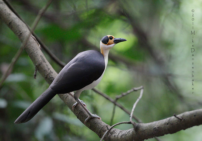 White-necked Rockfowl (Picathartes gymnocephalus) photo