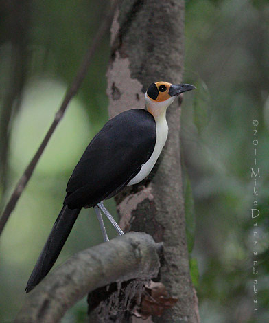 White-necked Rockfowl (Picathartes gymnocephalus) photo
