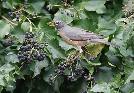 American Robin (Turdus migratorius) photo image