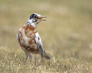American Robin (Turdus migratorius) photo image