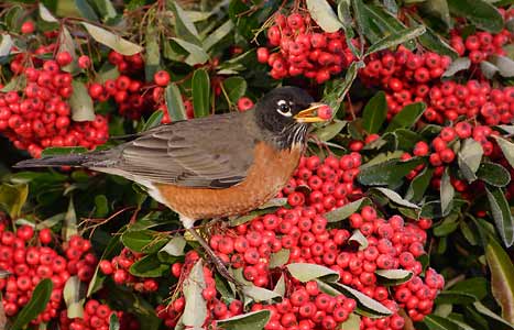American Robin (Turdus migratorius) photo image
