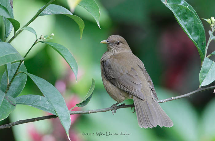 Clay-colored Thrush (Turdus grayi) photo image