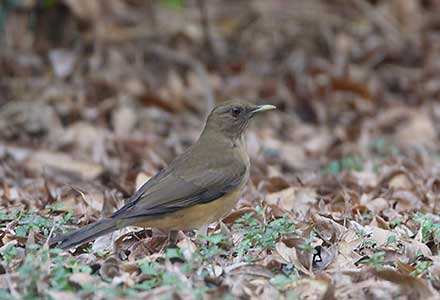 Clay-colored Thrush (Turdus grayi) photo image