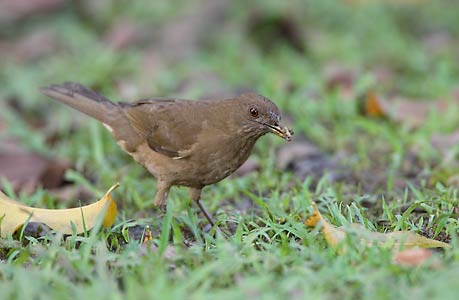 Clay-colored Thrush (Turdus grayi) photo image