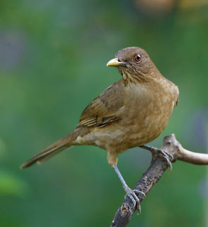 Clay-colored Thrush (Turdus grayi) photo image