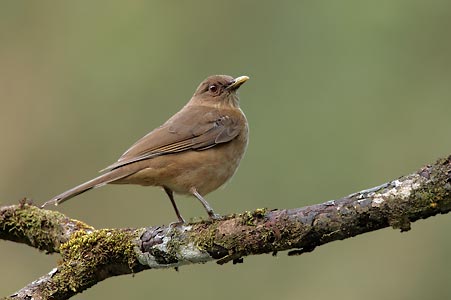 Clay-colored Thrush (Turdus grayi) photo image